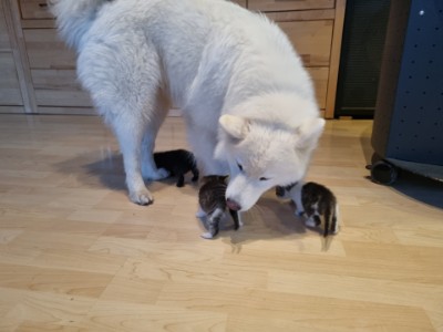 Erster Waschgang durch Yuki Erster Waschgang durch Yuki
