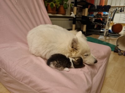 Lazy Lazy
