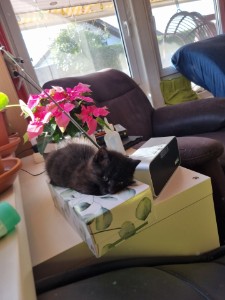 living in a box living in a box